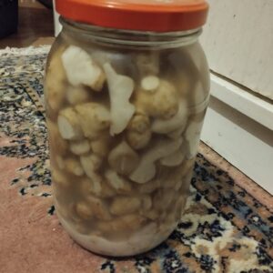 zeytin